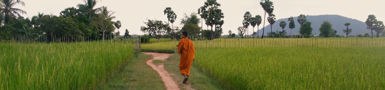 Een monnik loopt over een pad door rijstvelden in Cambodja